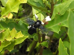 Xylocopa iridipennis