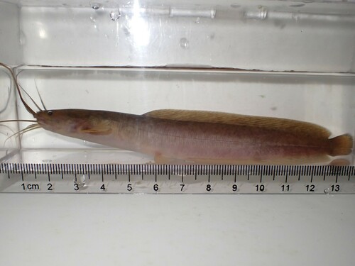 Clarias salae
