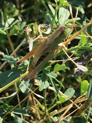 Pseudochorthippus parallelus