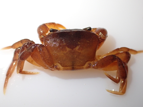 Supraguinea nimba