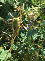 Pseudochorthippus parallelus