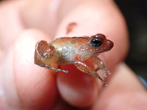 Tokba River Frog