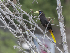 Psarocolius decumanus