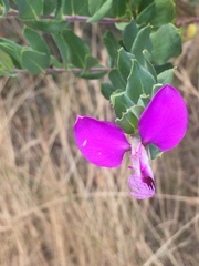 Polygala myrtifolia