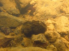 Sinanodonta woodiana