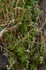 Sedum glabrum