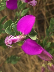 Polygala myrtifolia