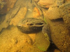 Sinanodonta woodiana