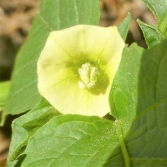 Physalis angulata