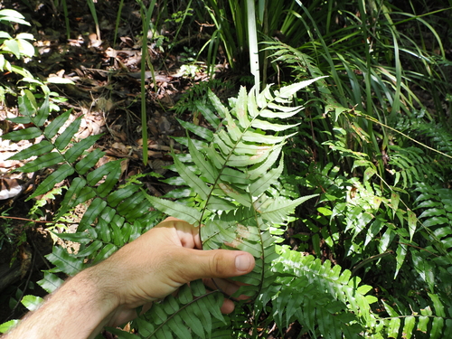 Image of Gymnosphaera rebeccae by (c) Lucas Christofides, some rights reserved (CC BY)