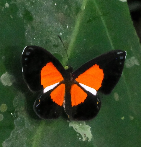 Cariomothis erythromelas