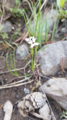Lithophragma glabrum