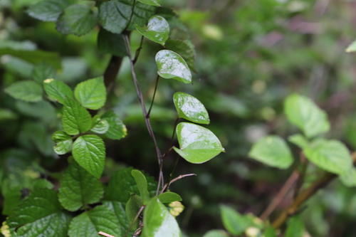 Dioscorea cotinifolia (Dioscorea cotinifolia)