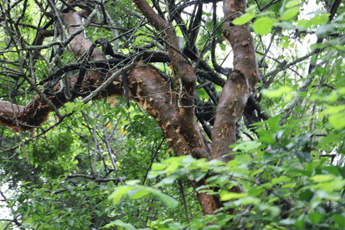 Commiphora harveyi