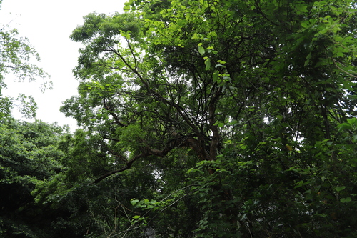 Commiphora harveyi