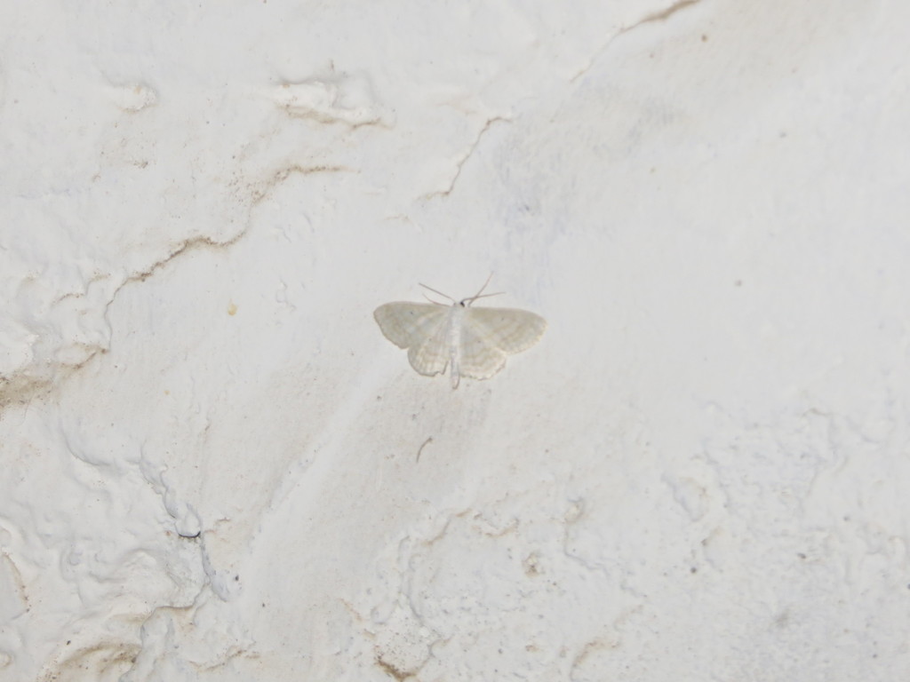 Scopula subpunctaria