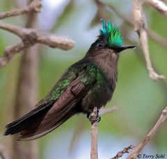 Antillean Crested Hummingbird photo 4
