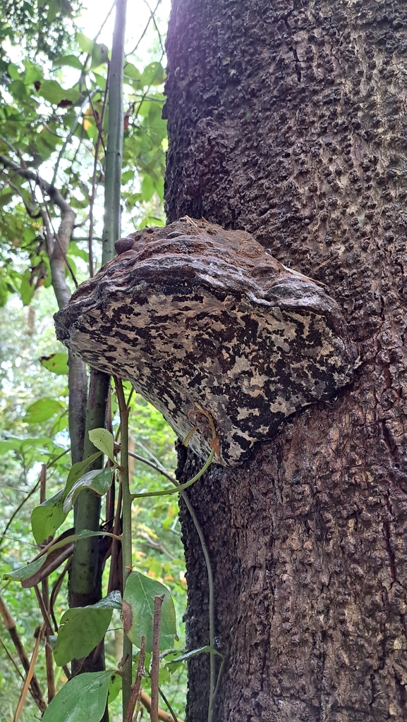 Ganoderma australe · December 2024 · photo: © matiasc (iNaturalist, cc-by-nc)