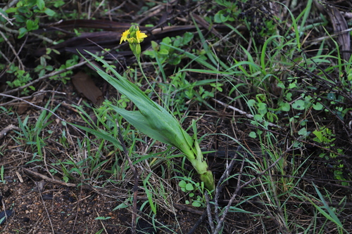 Image of Hypoxis hemerocallidea by (c) Suvarna Parbhoo Mohan, some rights reserved (CC BY-SA)