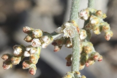 Eriogonum nummulare