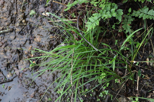 Image of Chlorophytum saundersiae by (c) Suvarna Parbhoo Mohan, some rights reserved (CC BY-SA)