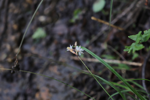 Image of Chlorophytum saundersiae by (c) Suvarna Parbhoo Mohan, some rights reserved (CC BY-SA)