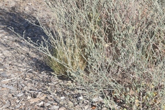 Eriogonum nummulare