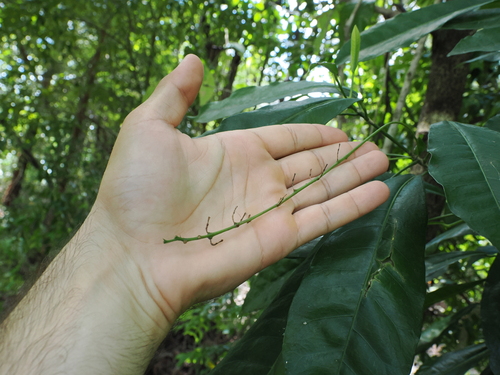 Codiaeum variegatum