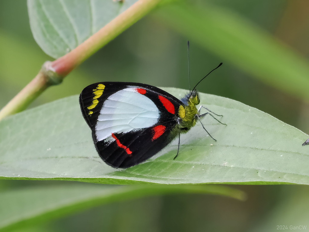 Delias kummeri