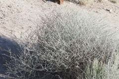 Eriogonum nummulare