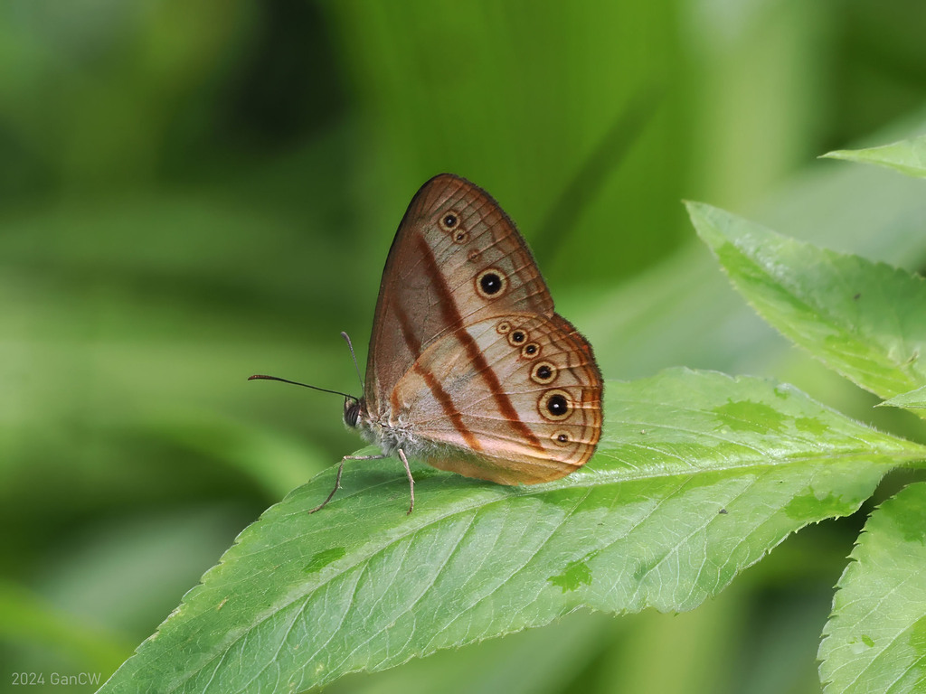 Mycalesis fulvianetta