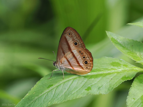 Mycalesis fulvianetta