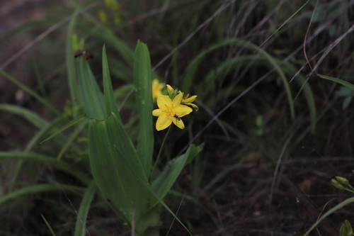 Hypoxis colchicifolia, photograph 4