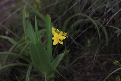 Hypoxis colchicifolia, photograph (c) Suvarna Parbhoo Mohan, some rights reserved (CC BY-SA)