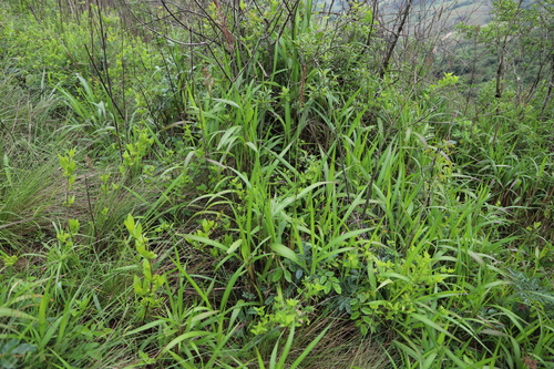 Image of Cyperus cyperoides by (c) Suvarna Parbhoo Mohan, some rights reserved (CC BY-SA)