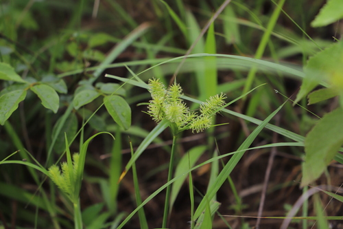 Image of Cyperus cyperoides by (c) Suvarna Parbhoo Mohan, some rights reserved (CC BY-SA)