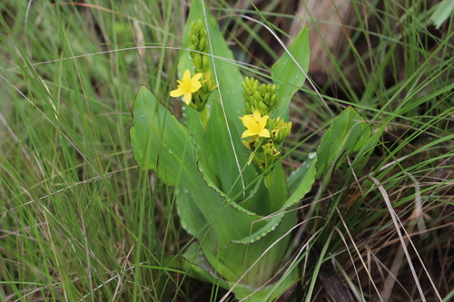 Hypoxis colchicifolia, photograph 1