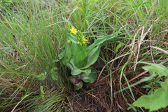 Hypoxis colchicifolia, photograph (c) Suvarna Parbhoo Mohan, some rights reserved (CC BY-SA)