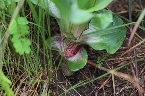 Hypoxis colchicifolia, photograph 3