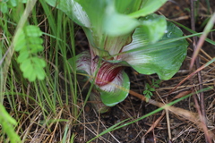 Hypoxis colchicifolia, photograph (c) Suvarna Parbhoo Mohan, some rights reserved (CC BY-SA)