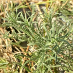 Erigeron divaricatus