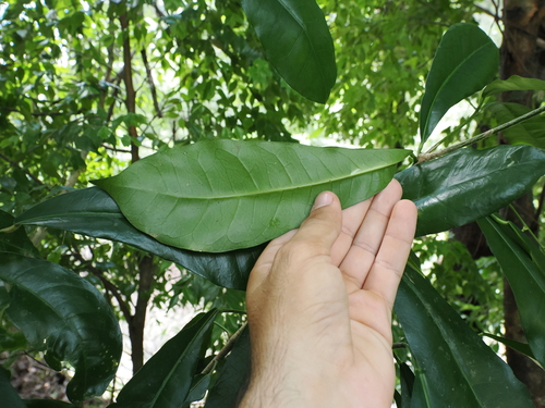 Codiaeum variegatum