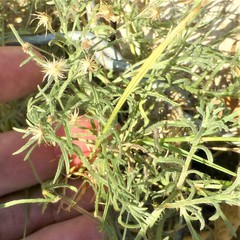 Erigeron divaricatus