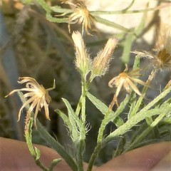 Erigeron divaricatus