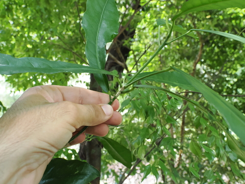 Codiaeum variegatum