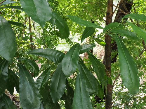 Codiaeum variegatum