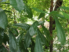 Kroton (Pflanze) (Codiaeum variegatum): Herkunft und Verwendung — Foto 2