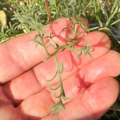 Erigeron divaricatus
