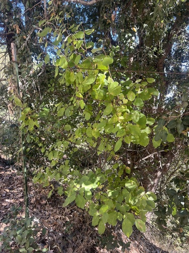 Image of Styrax redivivus by no rights reserved