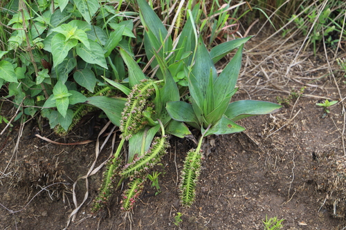 Image of Ledebouria zebrina by (c) Suvarna Parbhoo Mohan, some rights reserved (CC BY-SA)